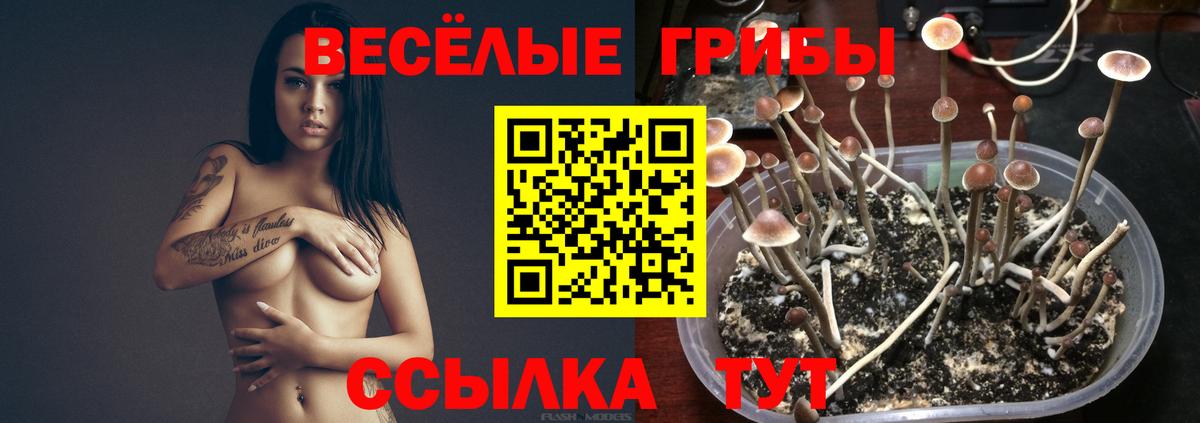 Псилоцибиновые грибы Psilocybine cubensis Ноябрьск